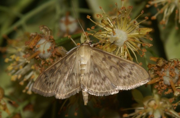 Pleuroptya ruralis - Mother of Pearl.   A large (wingspan 30mm), nettle-feeding micromoth.  Little Cornard, Suffolk. June 2011.